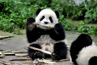 1 Day Chengdu To Yaan Bifengxia Panda Base Tour