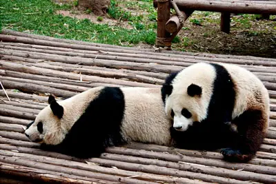 Half Day Sichuan Chengdu Private Tour To Giant Panda Breeding Base