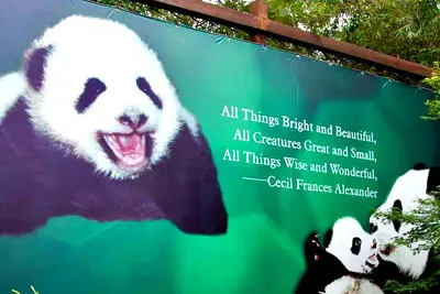 1 Day Chengdu Panda Tour To Panda Breeding Base And Sanxingdui Bronze Ware Museum