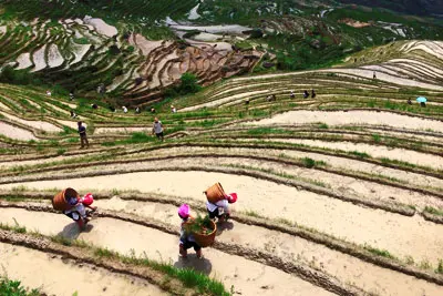 1 Day Guilin To Longsheng Longji Rice Terrace Field Seat-in-Coach Tour