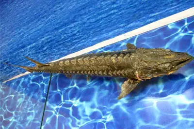 1 Day Yichang Highlights Tour to Three Gorges Grand Dam, Chinese Sturgeon Museum and Sanyou Cave