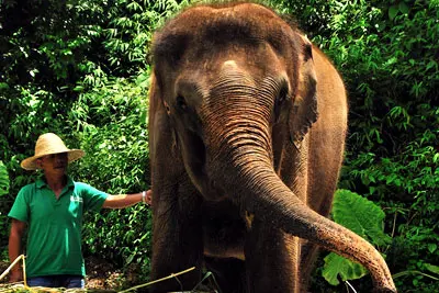 Wild Elephants Valley