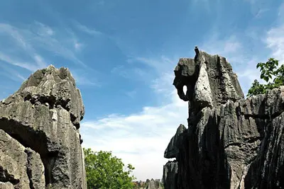 Stone Forest