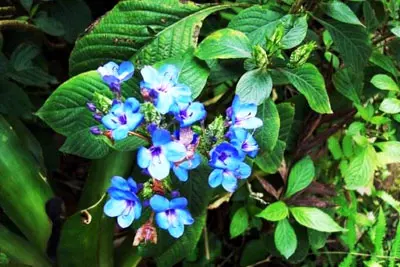 Guangxi Botanical Garden of Medicine Plant