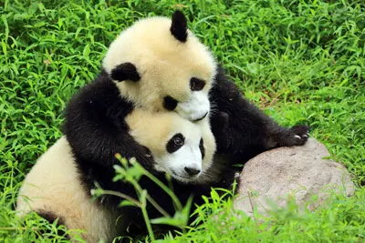 Chengdu Research Base of Giant Panda Breeding