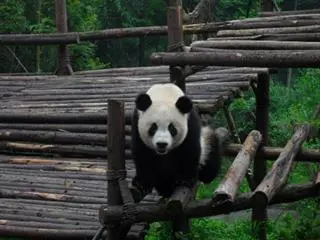 Giant Panda