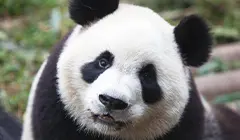 Giant Panda