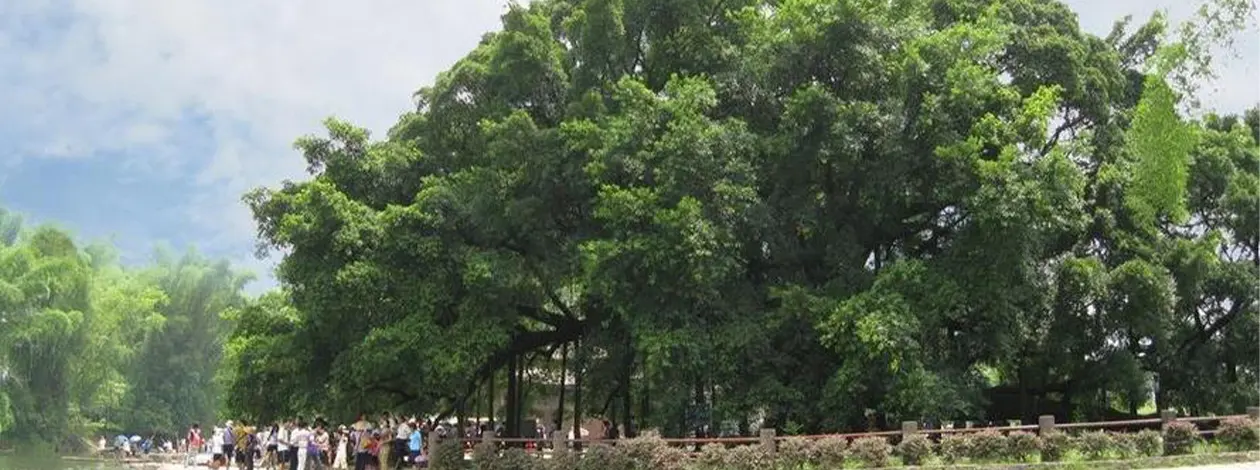 Aged Banyan, Yangshuo