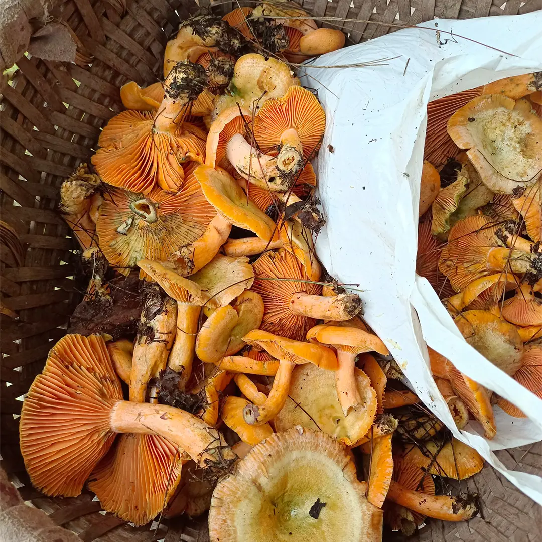 Wild Mountain Mushrooms