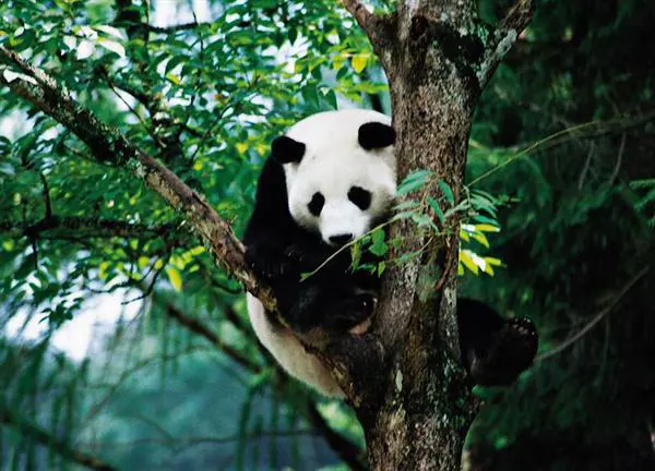 Bifengxia Panda Base