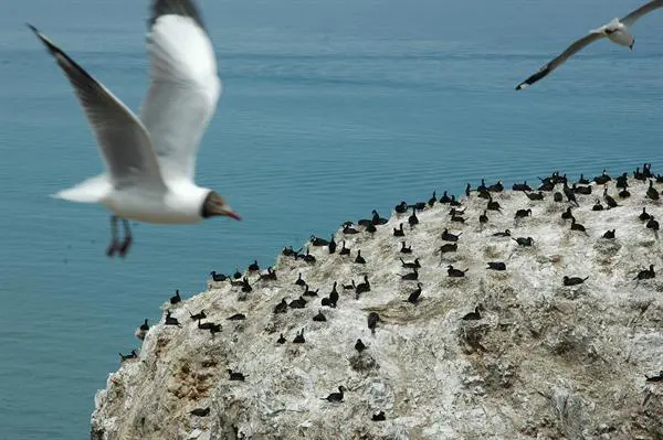 Birds Island