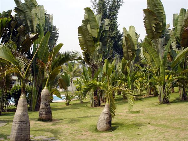 Menglun Tropical Plant Garden